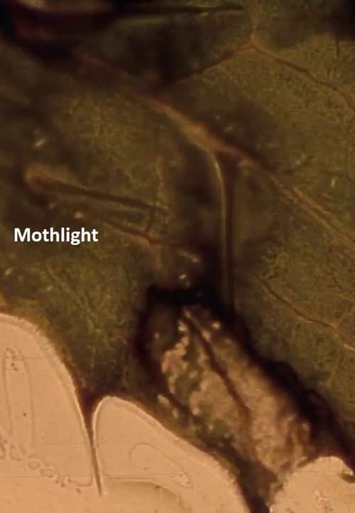 Director's Movie Image