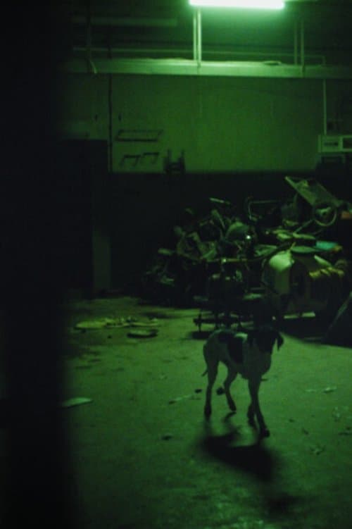 Director's Movie Image