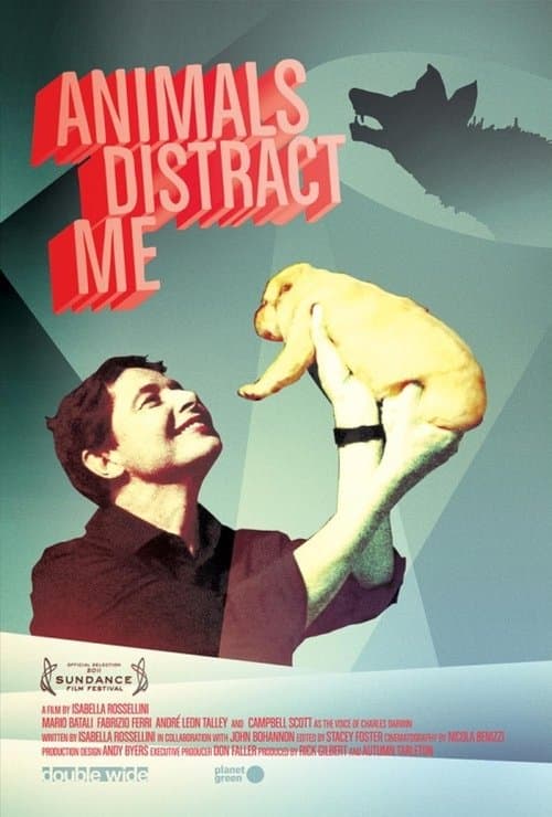 Director's Movie Image
